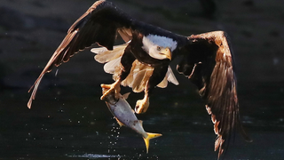 Trump Administration Guts Endangered Species Act